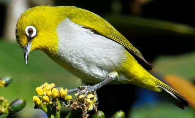 top 10+ burung kicau termahal, bisa sampai ratusan juta!