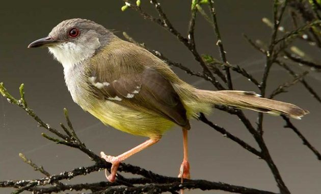 top 10+ burung kicau termahal, bisa sampai ratusan juta!