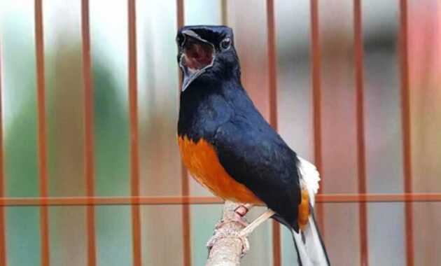 Top 10+ Burung Kicau Termahal, Bisa Sampai Ratusan Juta!