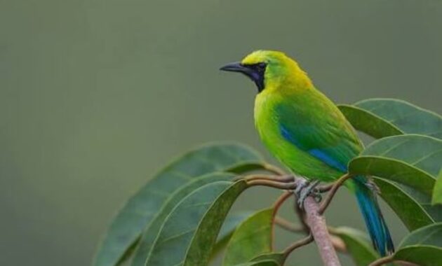 top 10+ burung kicau termahal, bisa sampai ratusan juta!