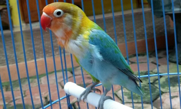 top 10+ burung lovebird termahal, bulunya sangat cantik lho!