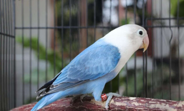 Top 10+ Burung Lovebird Termahal, Bulunya Sangat Cantik Lho!
