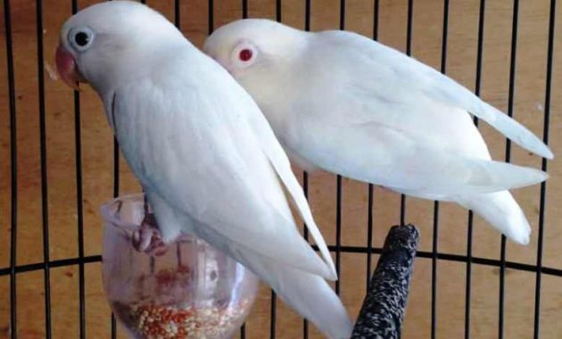 top 10+ burung lovebird termahal, bulunya sangat cantik lho!