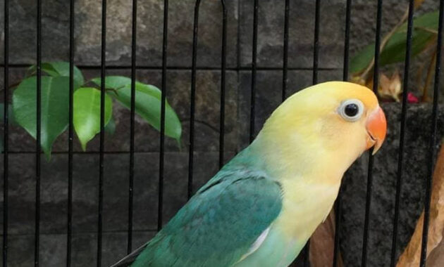 top 10+ burung lovebird termahal, bulunya sangat cantik lho!