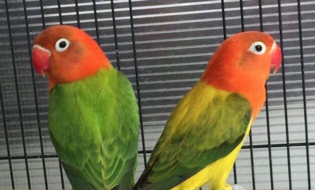 top 10+ burung lovebird termahal, bulunya sangat cantik lho!