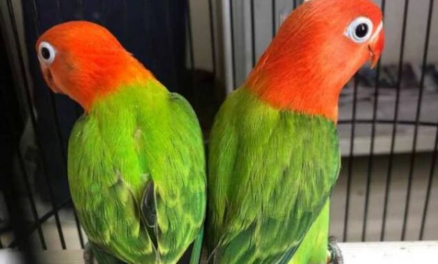 top 10+ burung lovebird termahal, bulunya sangat cantik lho!