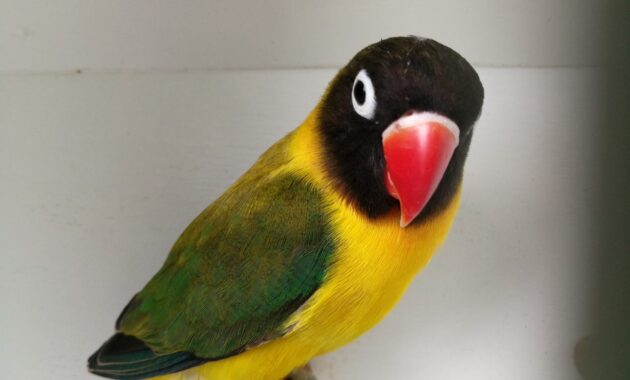 top 10+ burung lovebird termahal, bulunya sangat cantik lho!