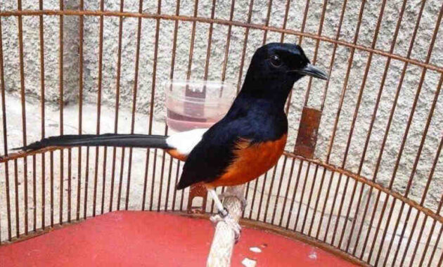 top 10+ burung murai termahal beserta harganya