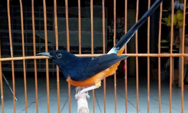 top 10+ burung murai termahal beserta harganya