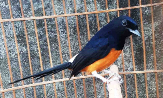 top 10+ burung murai termahal beserta harganya