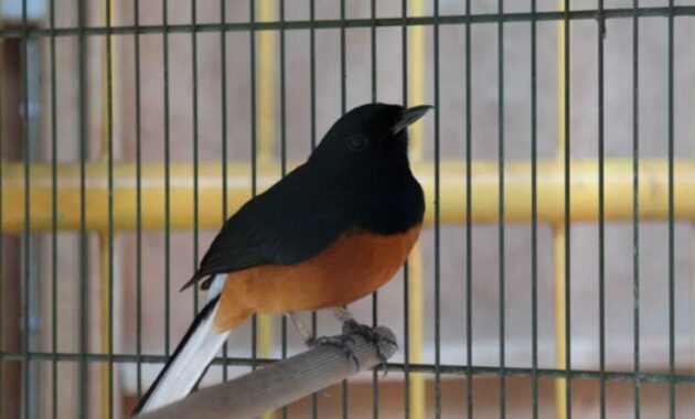 top 10+ burung murai termahal beserta harganya