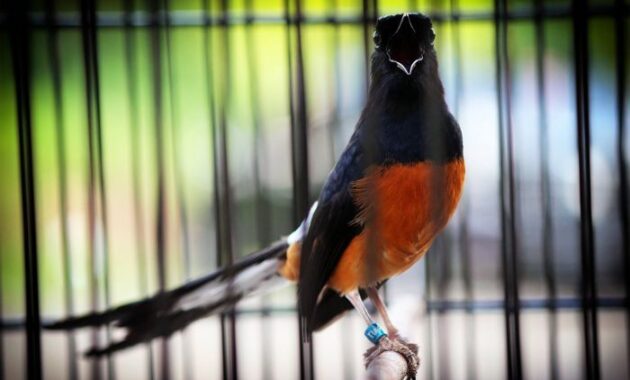 Top 10+ Burung Murai Termahal Beserta Harganya