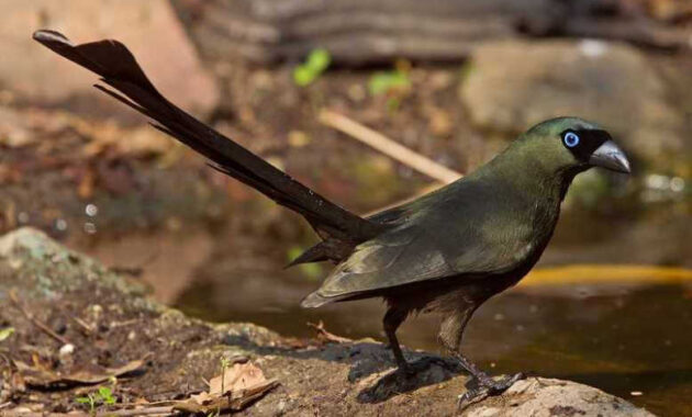top 10+ burung murai termahal beserta harganya