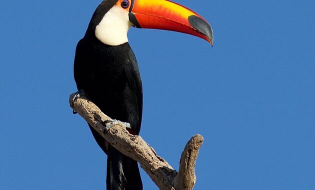 top 10+ burung termahal di dunia beserta harganya yang fantastis!