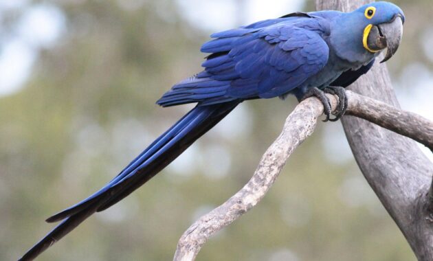 top 10+ burung termahal di dunia beserta harganya yang fantastis!