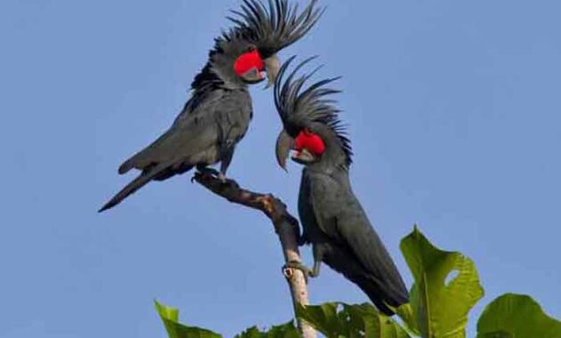 top 10+ burung termahal di dunia beserta harganya yang fantastis!