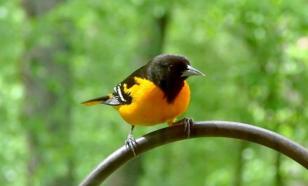 top 10+ burung termahal di dunia beserta harganya yang fantastis!
