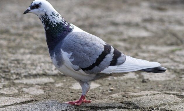 Top 10+ Burung Termahal di Dunia Beserta Harganya Yang Fantastis!