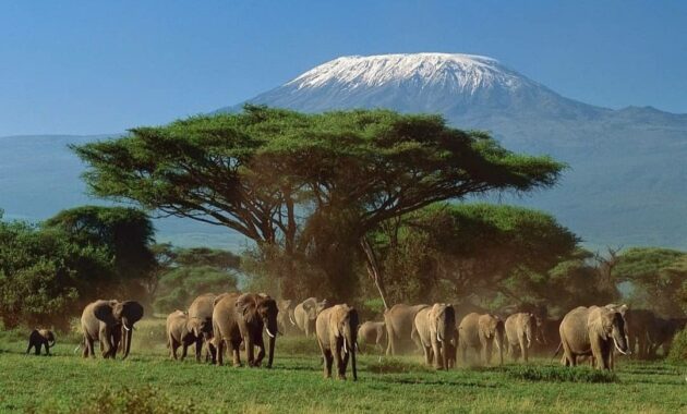 Top 10+ Daftar Pilihan Gunung di Afrika, Yang Sangat Indah dan Favorit Para Pendaki Seluruh Dunia
