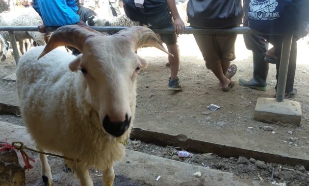 top 10+ domba garut termahal, cocok buat para pebisnis domba!