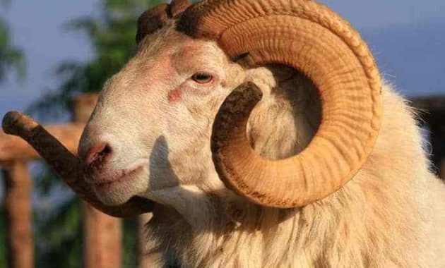 top 10+ domba garut termahal, cocok buat para pebisnis domba!