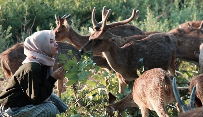 alamat, alamat penangkaran rusa maliran, biaya penangkaran rusa maliran, daya tarik penangkaran rusa maliran, harga tiket penangkaran rusa maliran, jam operasional penangkaran rusa maliran, kegiatan seru penangkaran rusa maliran, lokasi penangkaran rusa maliran, penangkaran rusa maliran, tiket masuk penangkaran rusa maliran, top 10+ foto penangkaran rusa maliran, harga tiket, aktivitas seru, daya tarik