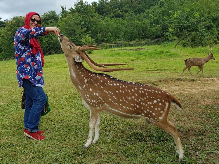 alamat, alamat penangkaran rusa maliran, biaya penangkaran rusa maliran, daya tarik penangkaran rusa maliran, harga tiket penangkaran rusa maliran, jam operasional penangkaran rusa maliran, kegiatan seru penangkaran rusa maliran, lokasi penangkaran rusa maliran, penangkaran rusa maliran, tiket masuk penangkaran rusa maliran, top 10+ foto penangkaran rusa maliran, harga tiket, aktivitas seru, daya tarik
