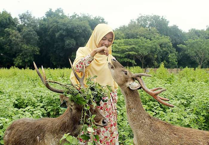 alamat, alamat penangkaran rusa maliran, biaya penangkaran rusa maliran, daya tarik penangkaran rusa maliran, harga tiket penangkaran rusa maliran, jam operasional penangkaran rusa maliran, kegiatan seru penangkaran rusa maliran, lokasi penangkaran rusa maliran, penangkaran rusa maliran, tiket masuk penangkaran rusa maliran, top 10+ foto penangkaran rusa maliran, harga tiket, aktivitas seru, daya tarik