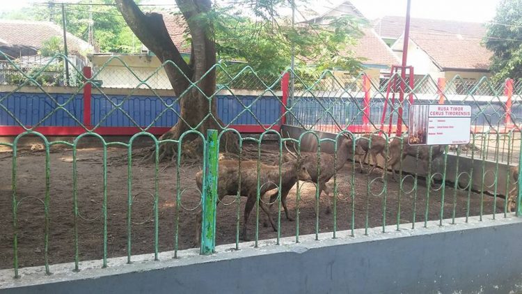 atraksi taman kebon rojo, daya tarik taman kebon rojo, fasilitas taman kebon rojo, lokasi taman kebon rojo, permainan taman kebon rojo, taman kebon rojo, taman kebon rojo blitar, taman kebonrojo, tiket taman kebon rojo, top 10+ foto taman kebon rojo harga tiket, fasilitas, daya tarik, permainan