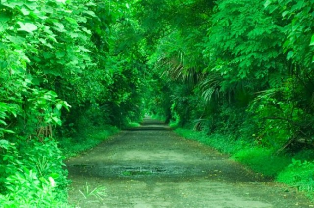 harga tiket taman nasional baluran, taman nasional baluran, taman nasional baluran situbondo, tiket masuk taman nasional baluran, top 10+ foto taman nasional baluran situbondo, tempat wisata seru ala afrika