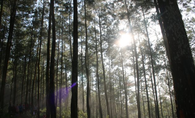 top 10+ gambar bukit pentulu indah kebumen, harga tiket masuk, lokasi alamat, rute jalur menuju wisata + jam buka tutup