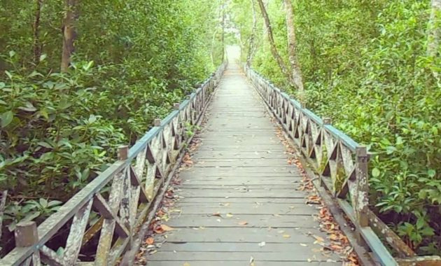 Top 10+ Gambar Hutan Mangrove Balikpapan, Sejarah Legenda, Lokasi Alamat, Jalan Menuju ke Sana + Keindahan Wisata