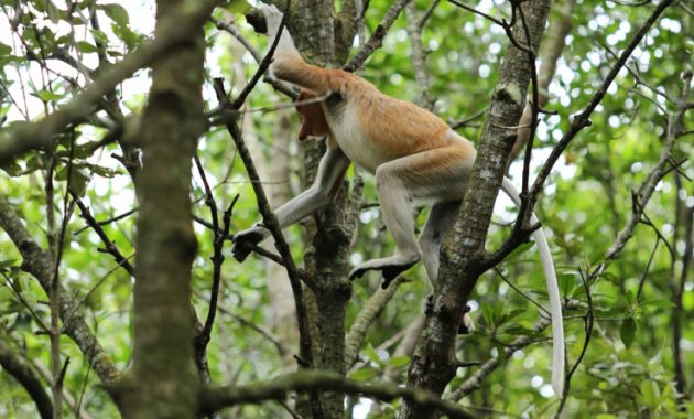 top 10+ gambar hutan mangrove balikpapan, sejarah legenda, lokasi alamat, jalan menuju ke sana + keindahan wisata