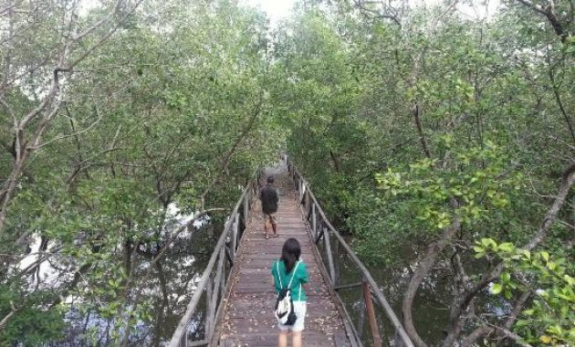 top 10+ gambar hutan mangrove balikpapan, sejarah legenda, lokasi alamat, jalan menuju ke sana + keindahan wisata