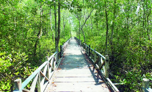 top 10+ gambar hutan mangrove balikpapan, sejarah legenda, lokasi alamat, jalan menuju ke sana + keindahan wisata