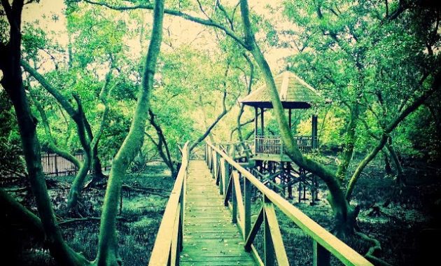 top 10+ gambar hutan mangrove balikpapan, sejarah legenda, lokasi alamat, jalan menuju ke sana + keindahan wisata