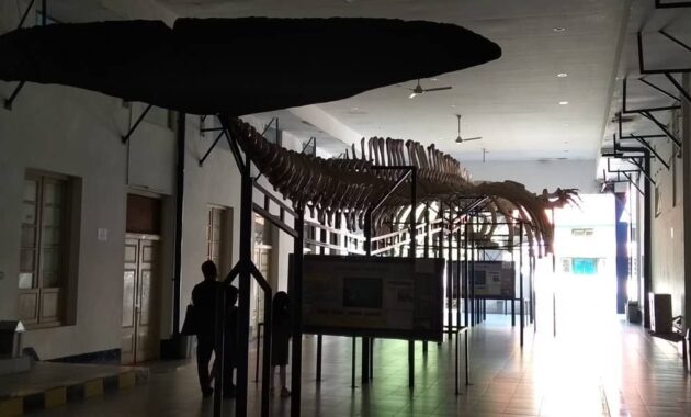 top 10+ gambar museum zoologi bogor, harga tiket masuk, sejarah + alamat kota kebun raya