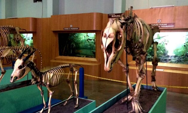 top 10+ gambar museum zoologi bogor, harga tiket masuk, sejarah + alamat kota kebun raya