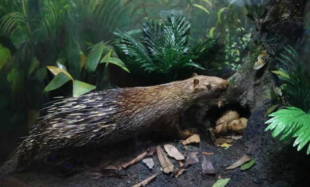 top 10+ gambar museum zoologi bogor, harga tiket masuk, sejarah + alamat kota kebun raya