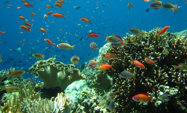 top 10+ gambar pulau kapoposang makassar, lokasi alamat, penginapan di sekitar area + rute jalan menuju wisata