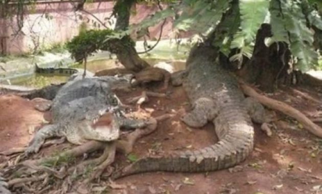 top 10+ gambar taman budaya tangerang, harga tiket masuk, lokasi alamat, villa di sekitar wisata + banyak penangkaran