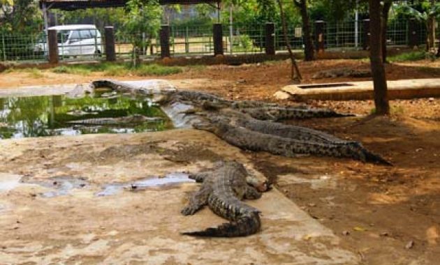 top 10+ gambar taman budaya tangerang, harga tiket masuk, lokasi alamat, villa di sekitar wisata + banyak penangkaran