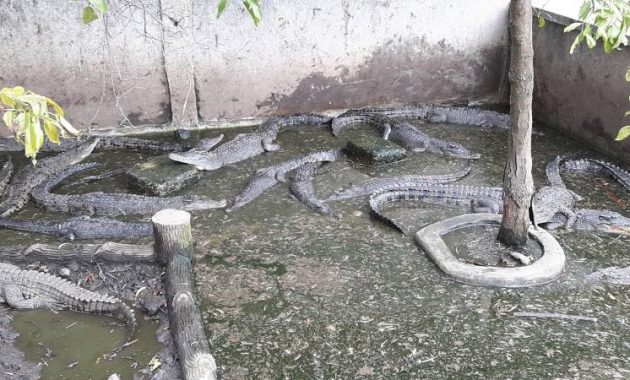 top 10+ gambar taman budaya tangerang, harga tiket masuk, lokasi alamat, villa di sekitar wisata + banyak penangkaran
