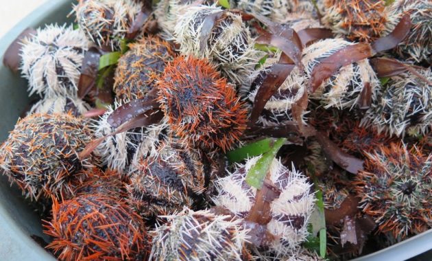 top 10+ gambar taman laut taka bonerate makassar, sejarah asal usul, lokasi alamat, luas area + akses jalan menuju ke sana