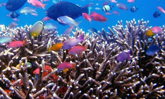 top 10+ gambar taman laut taka bonerate makassar, sejarah asal usul, lokasi alamat, luas area + akses jalan menuju ke sana