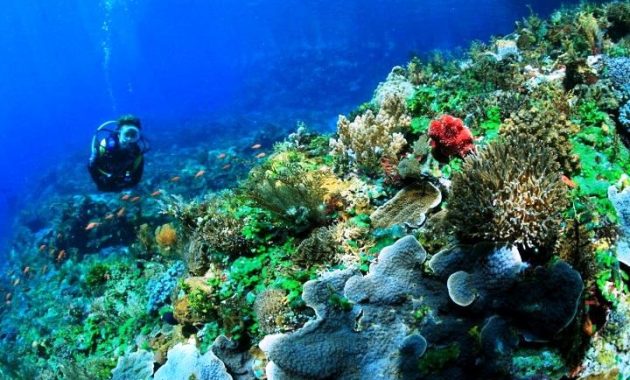top 10+ gambar taman laut taka bonerate makassar, sejarah asal usul, lokasi alamat, luas area + akses jalan menuju ke sana