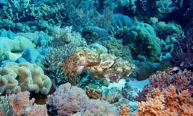 Top 10+ Gambar Taman Laut Taka Bonerate Makassar, Sejarah Asal Usul, Lokasi Alamat, Luas Area + Akses Jalan Menuju ke Sana