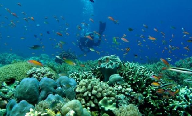 top 10+ gambar taman laut taka bonerate makassar, sejarah asal usul, lokasi alamat, luas area + akses jalan menuju ke sana