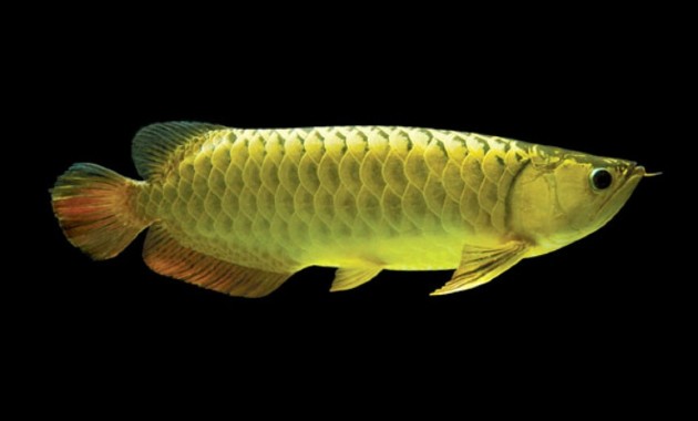 top 10+ ikan arwana termahal, bisa tembus miliaran rupiah lho!