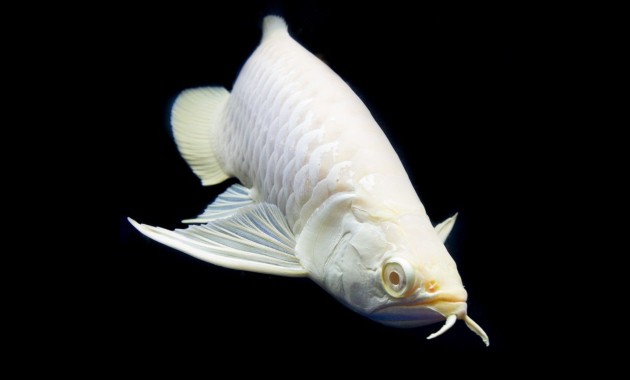 top 10+ ikan arwana termahal, bisa tembus miliaran rupiah lho!